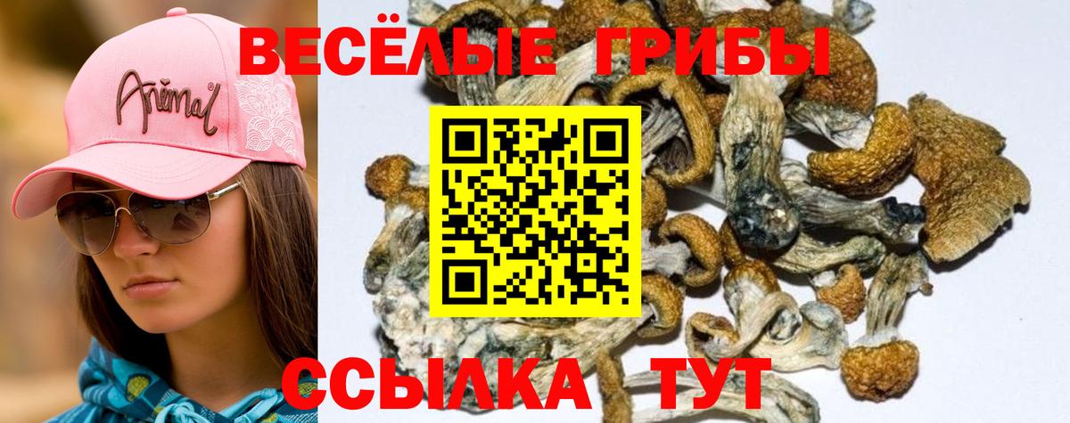 Куйбышев  купить наркотики сайты  Вход с VPN  Псилоцибиновые грибы мухоморы  Псилоцибиновые грибы Psilocybine cubensis 